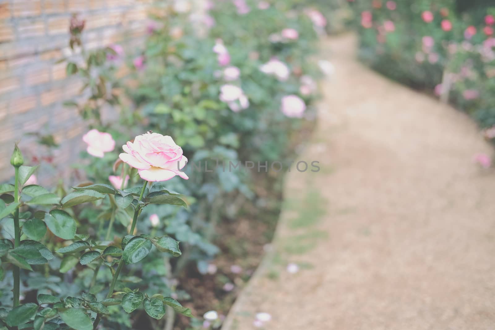 blooming rose growing in flower flora garden. roses plant in park