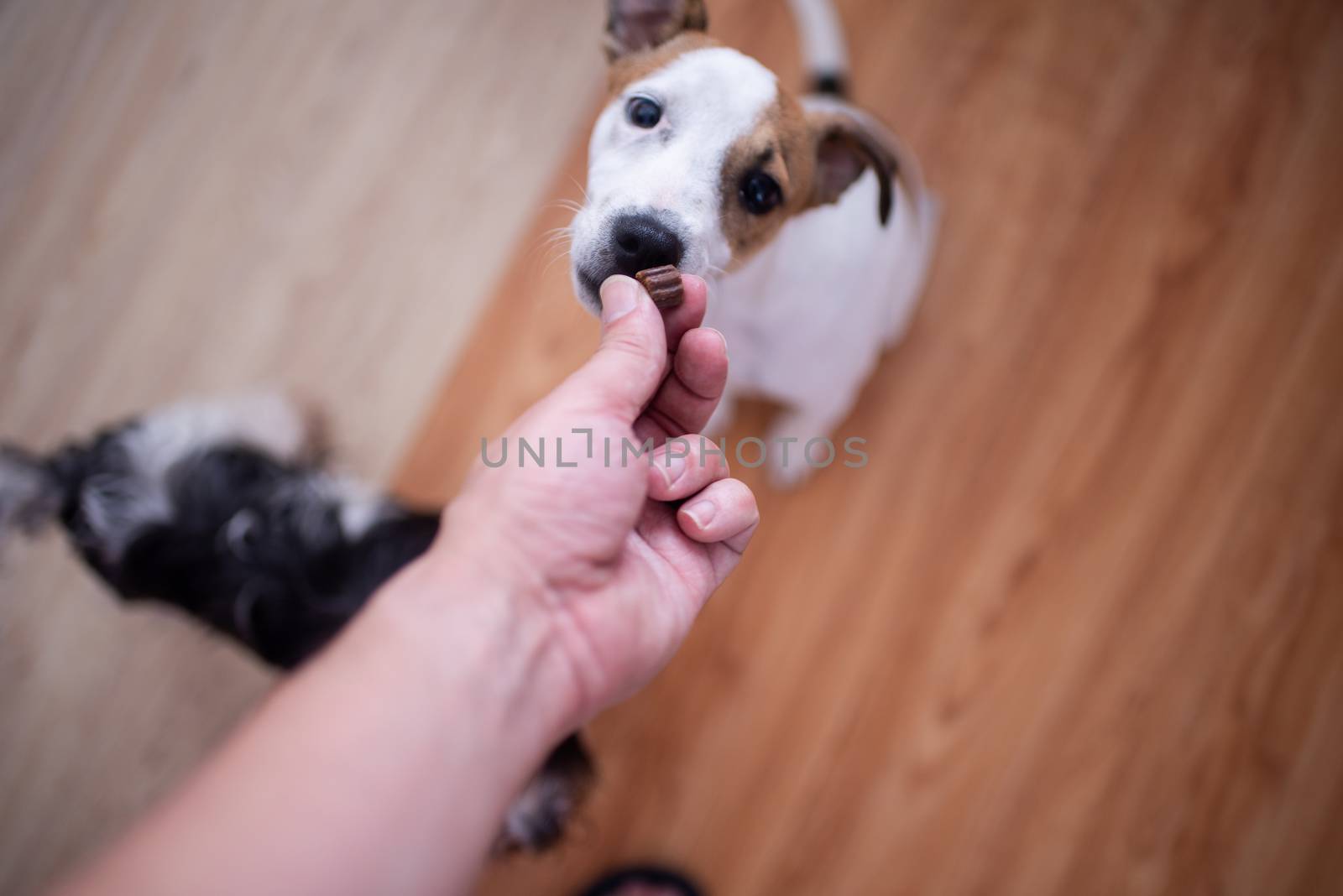 Terrier puppy reaching out to take treat from owners hand