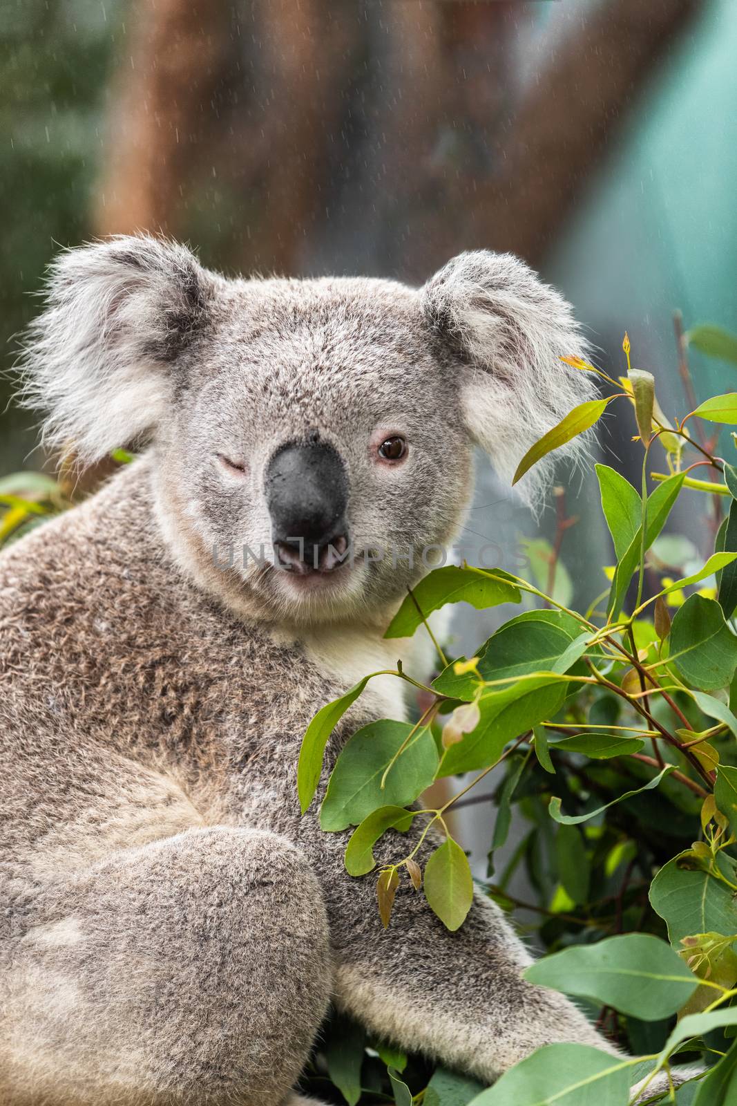 Funny koala animal winking blinking cute wink at camera at Sydney Zoo in Australia. Australia wildlife animals by Maridav