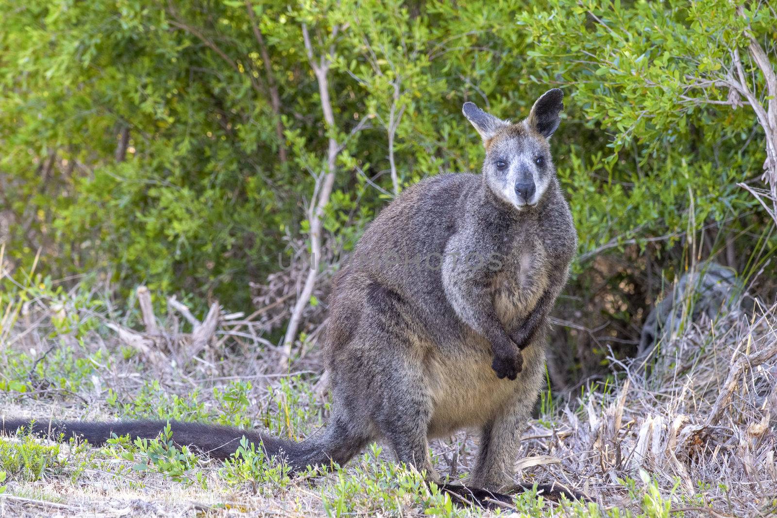 Kangaroo standing on the grass, Australia.