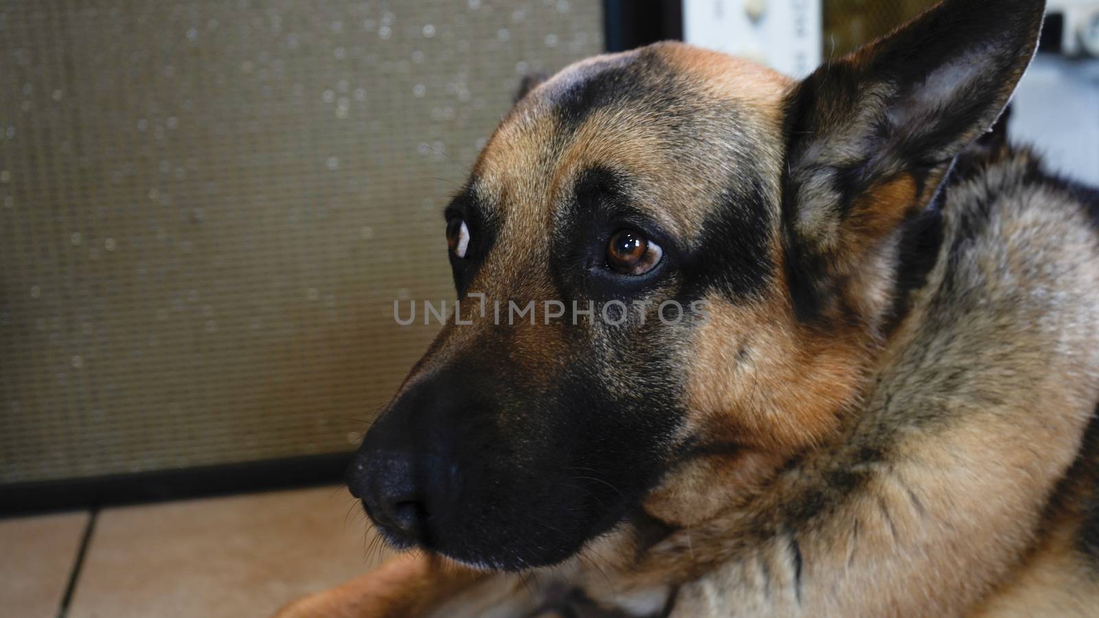 Close up of the face of a German Shepherd dog at home with sad and pleading eyes