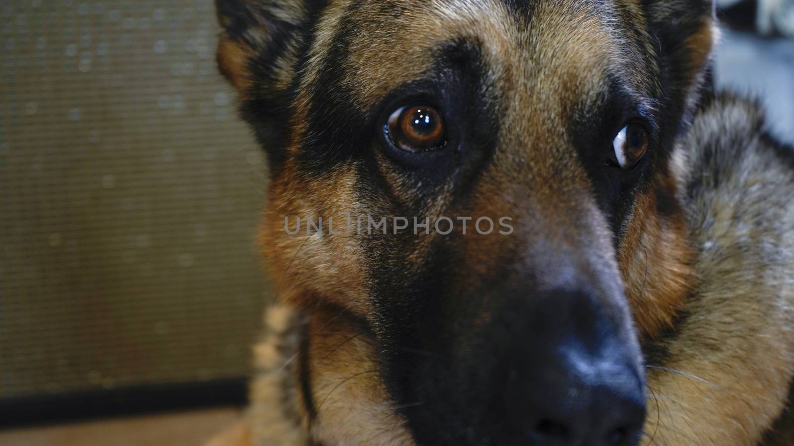 Close up of the face of a German Shepherd dog at home with sad and pleading eyes by robbyfontanesi