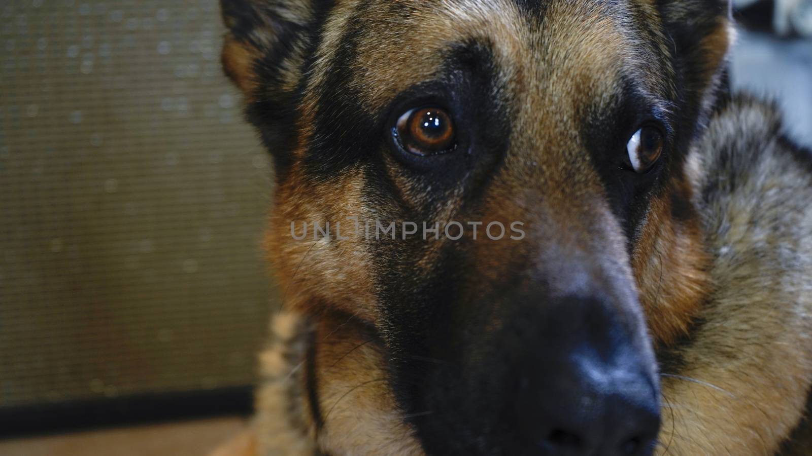 Close up of the face of a German Shepherd dog at home with sad and pleading eyes