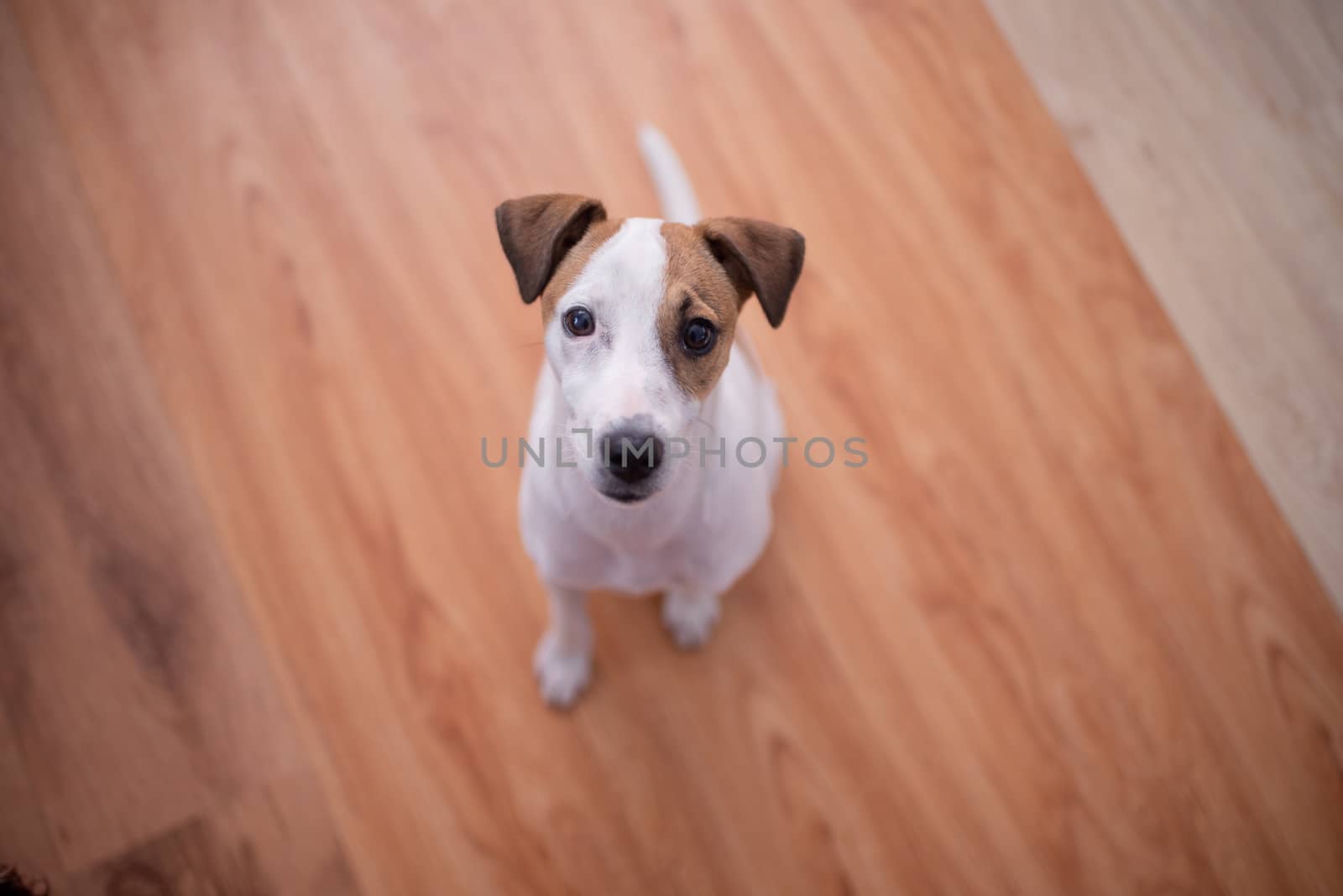 Puppy sitting on wooden floor at home