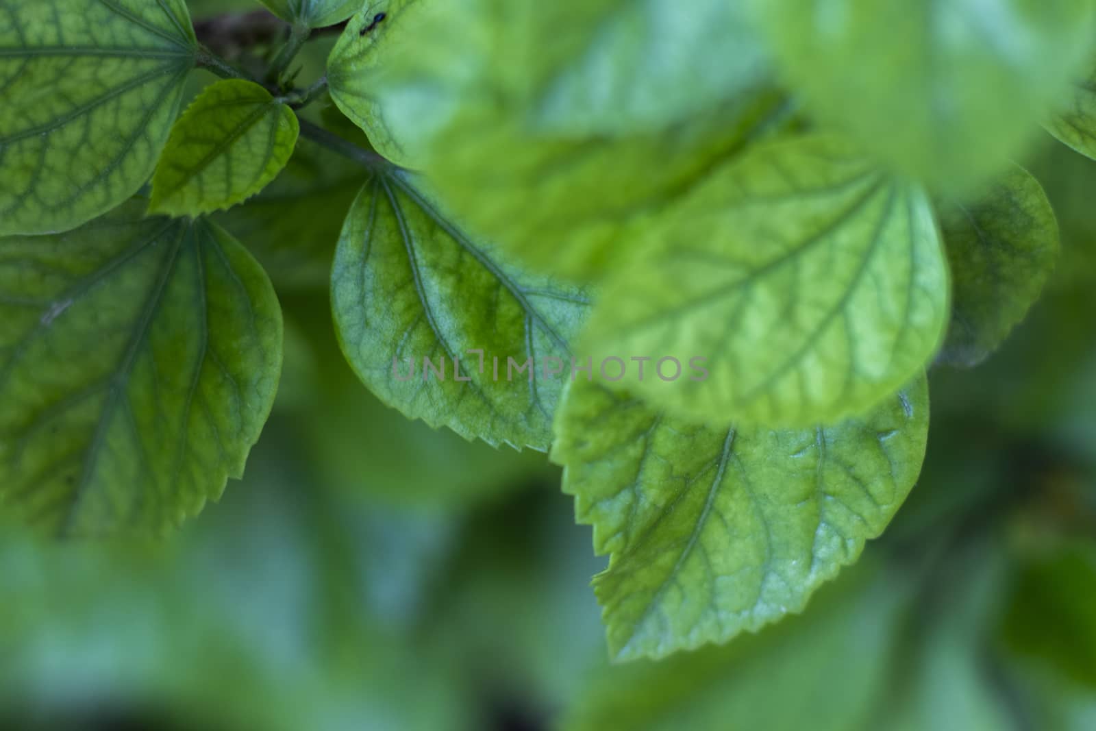 Hibiscus flower leaf texture with bokeh background