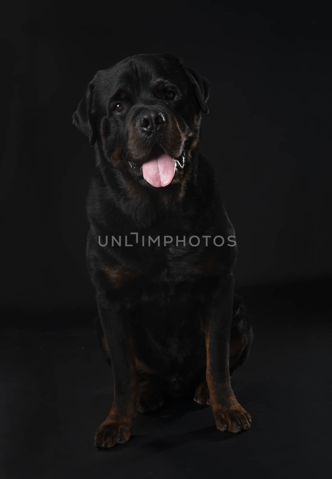 purebred rottweiler in front of black background