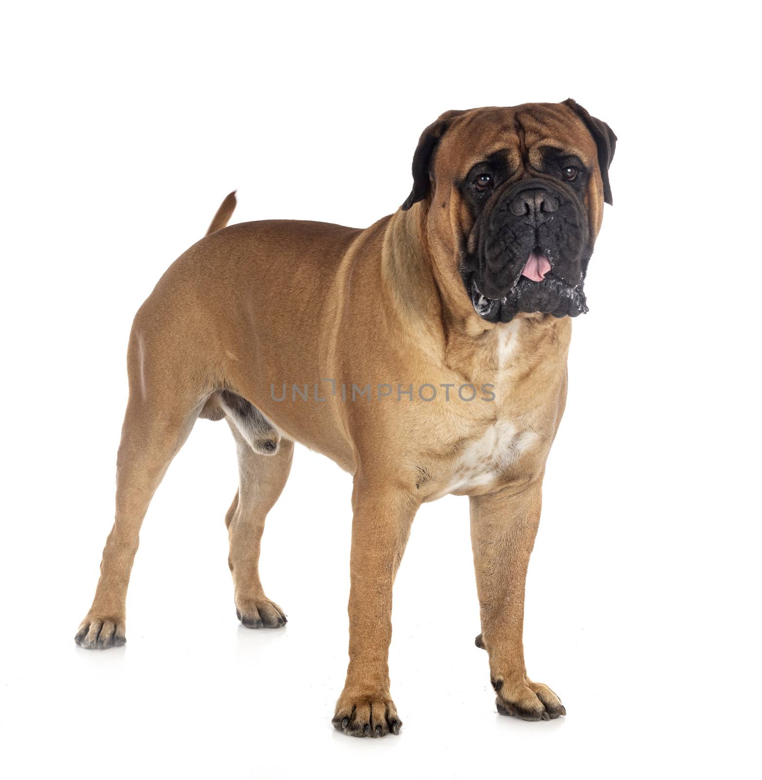 young bullmastiff in front of white background