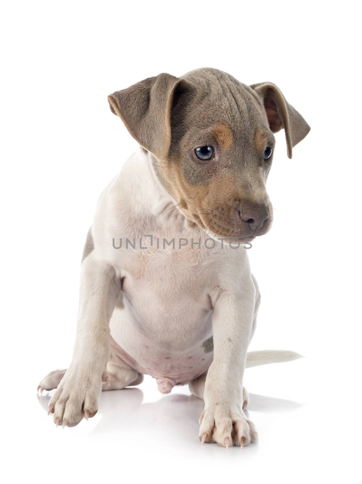 puppy brazilian terrier in studio by cynoclub
