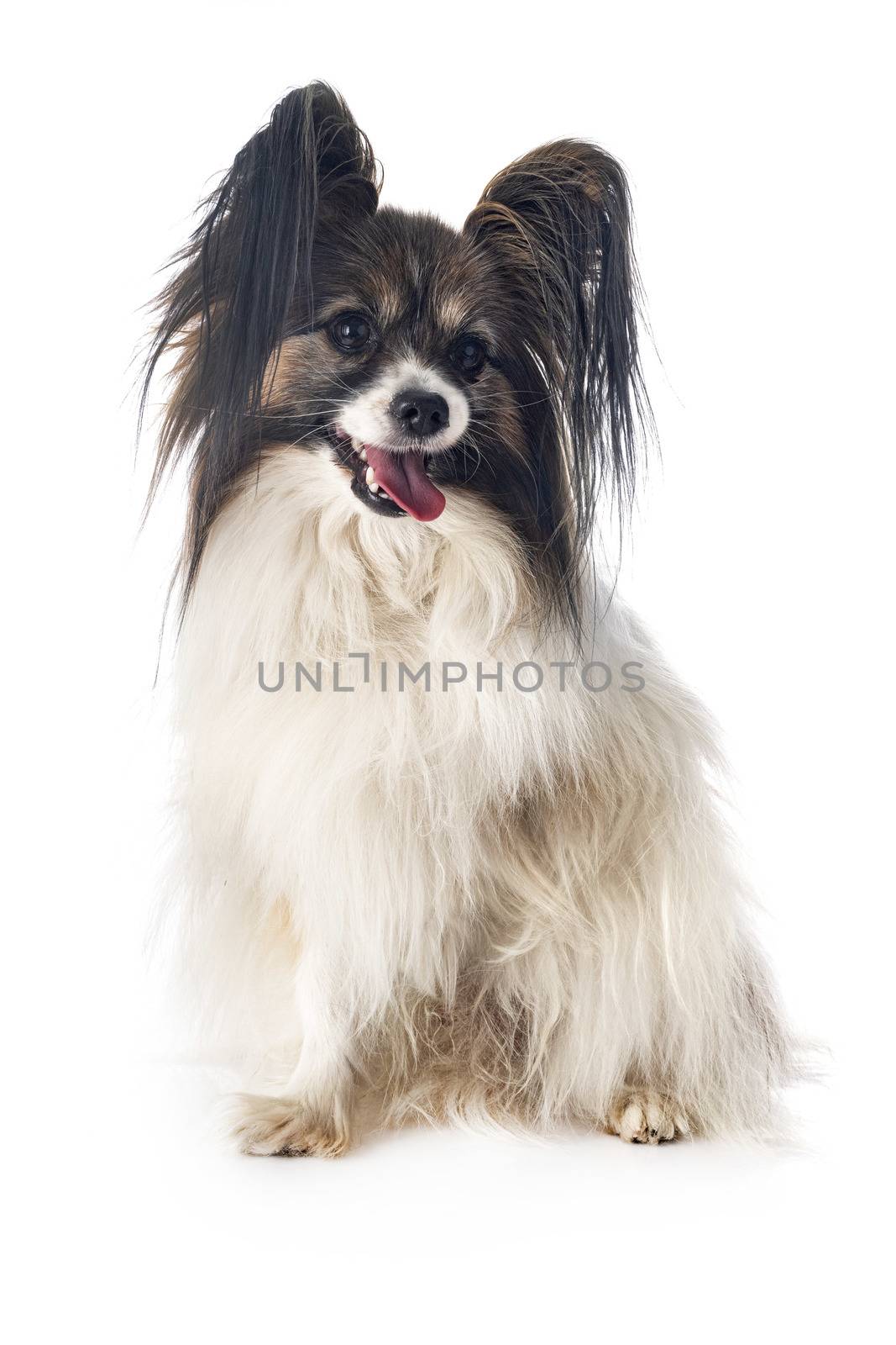 papillon dog in front of white background