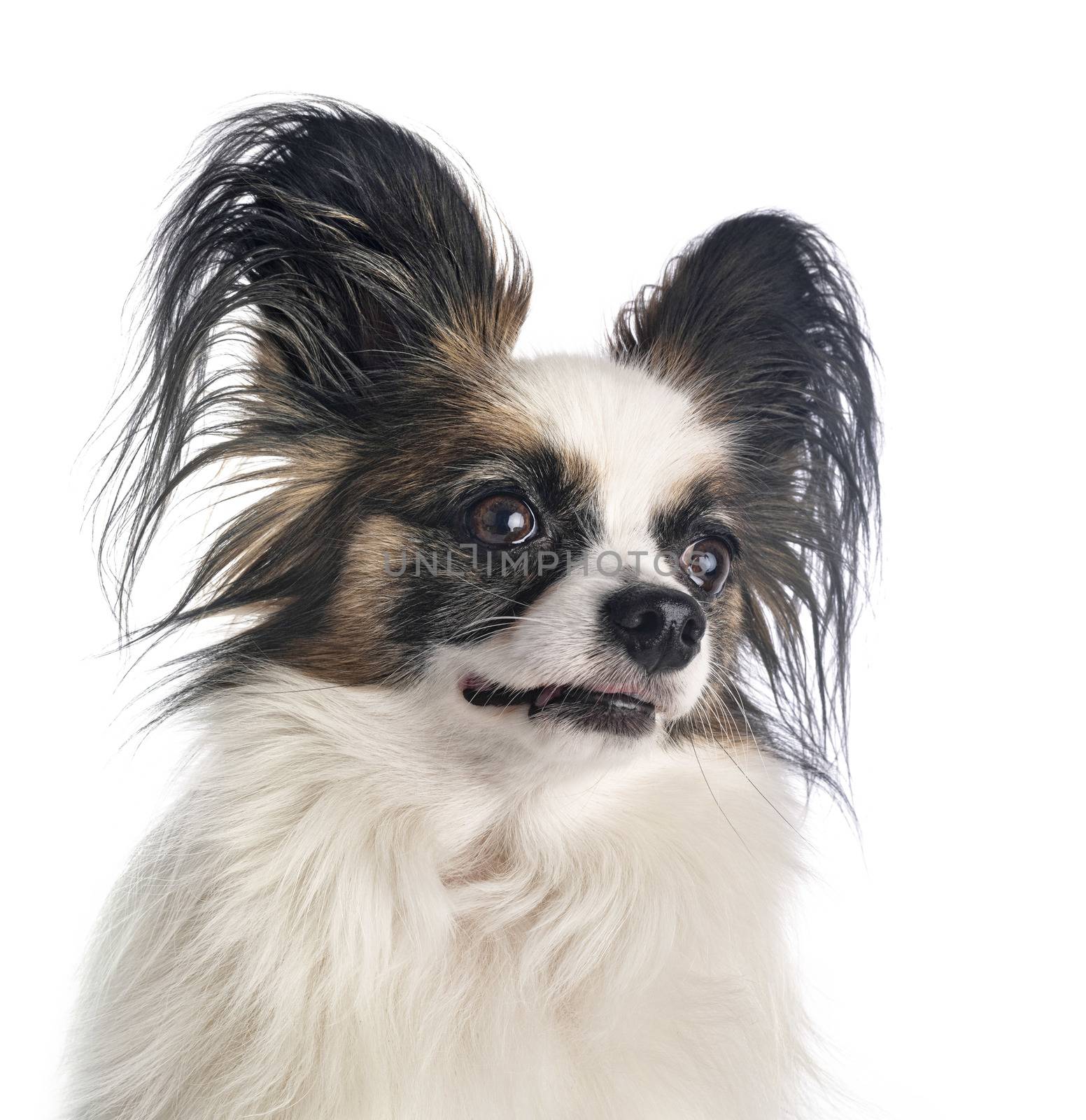 papillon dog in front of white background
