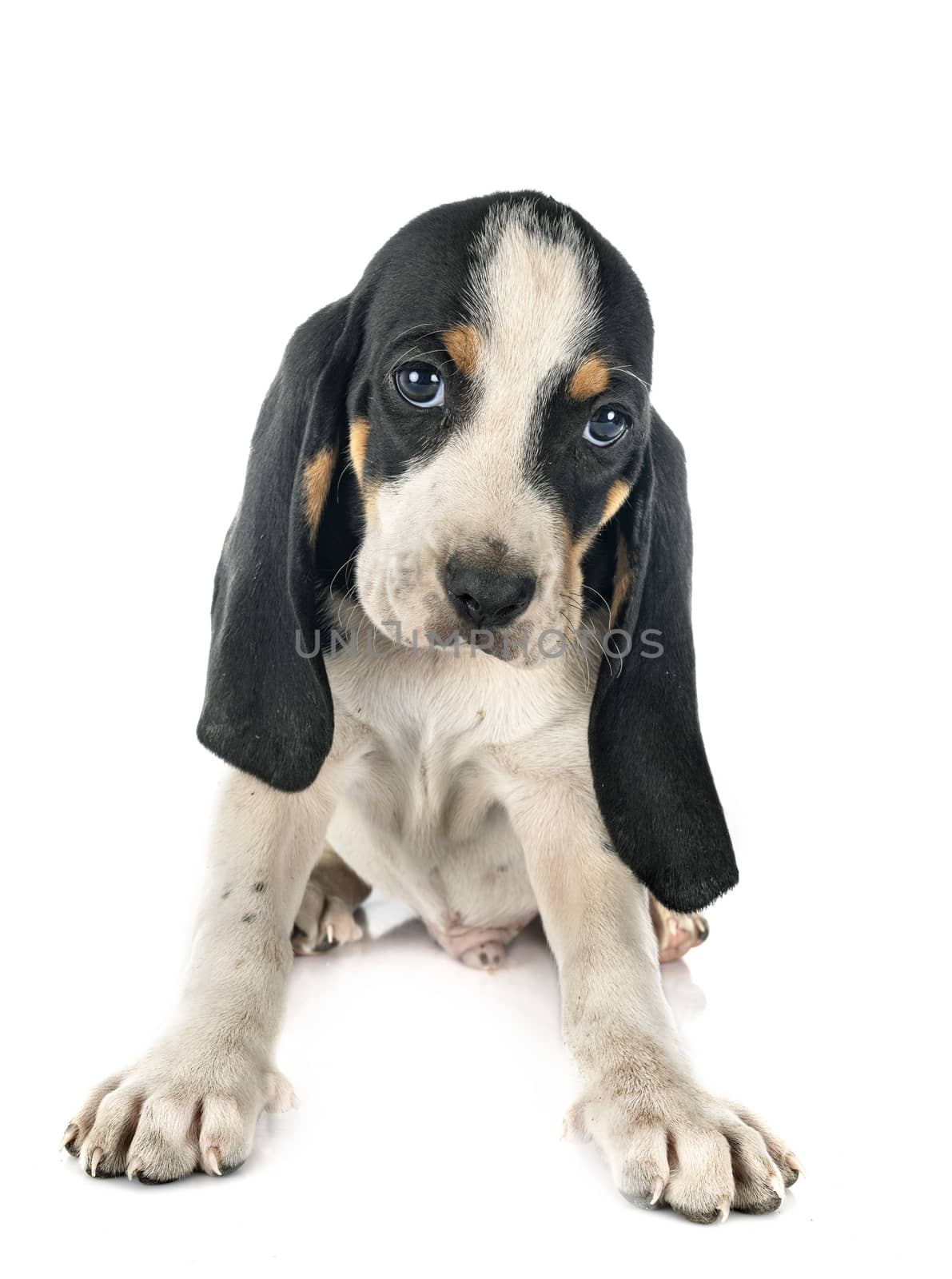 puppy bernese Schweizer Laufhund in front of white background