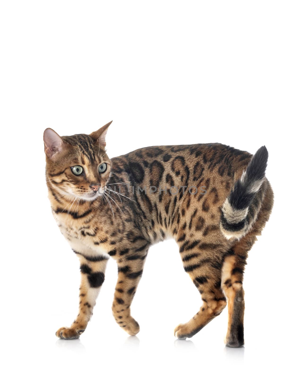 bengal cat in studio by cynoclub