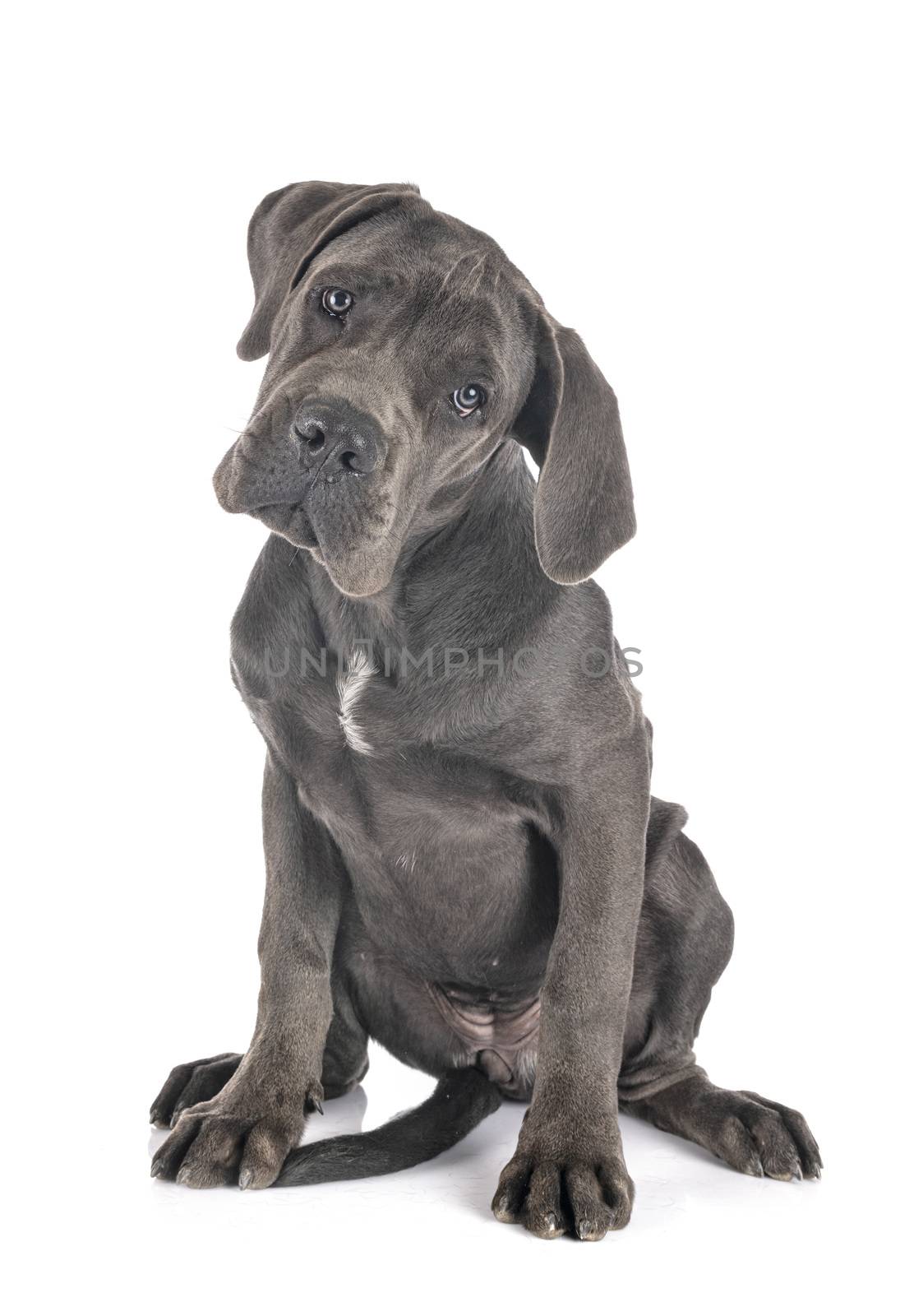 puppy great dane in front of white background