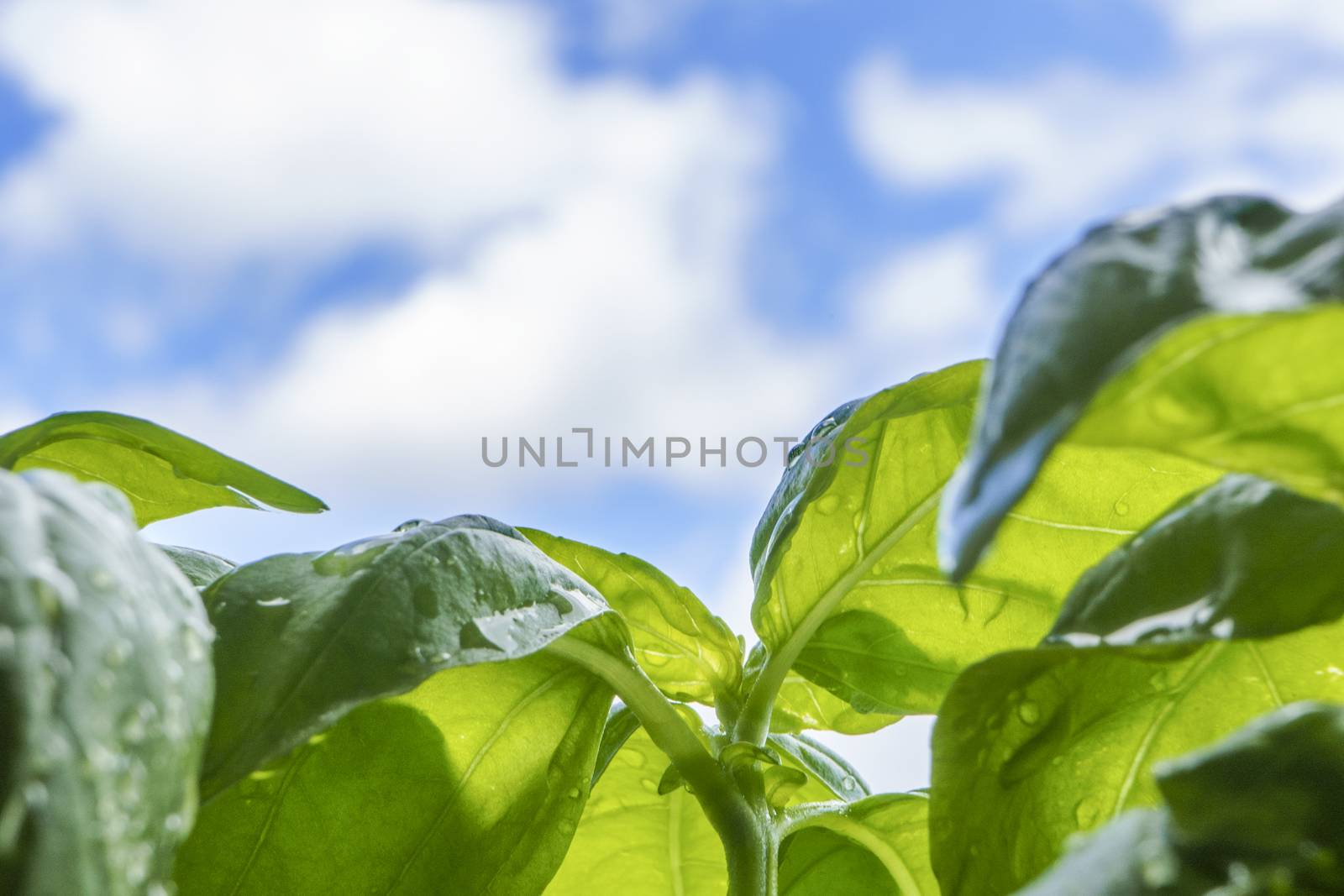 Macro close up of basil plant leaves in backlight on blue sky with white cloud in background by robbyfontanesi