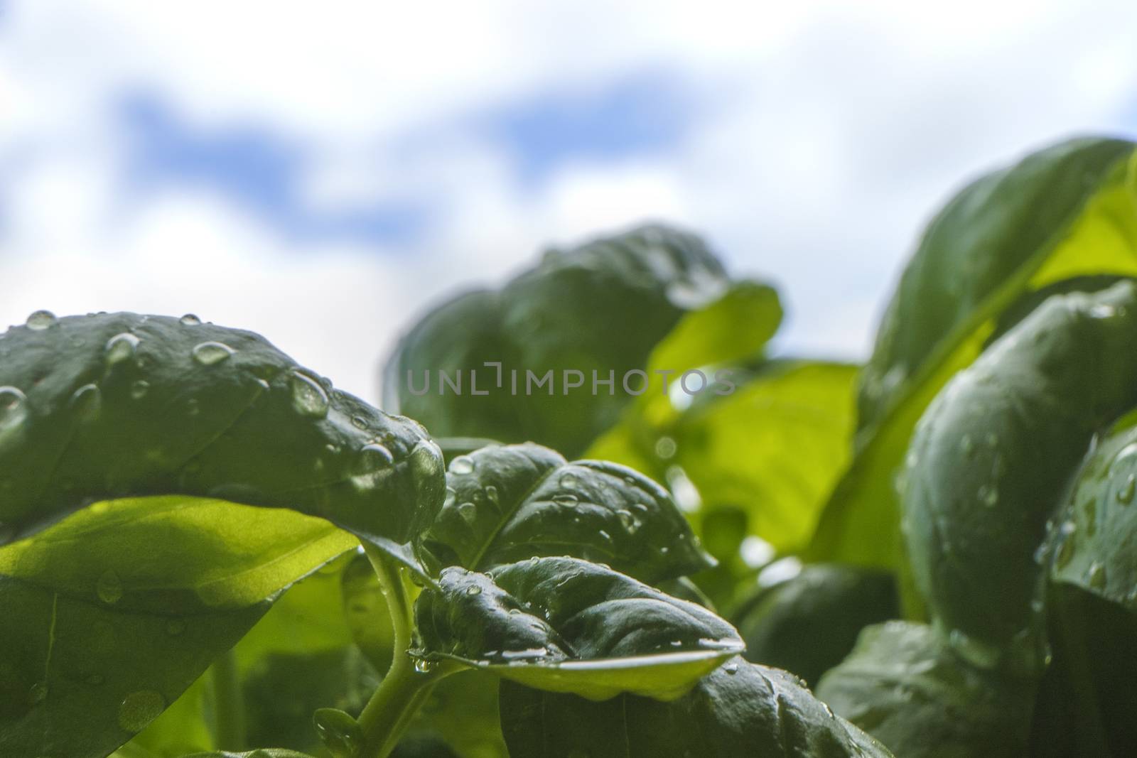 Macro close up of basil plant leaves in backlight on blue sky with white cloud in background