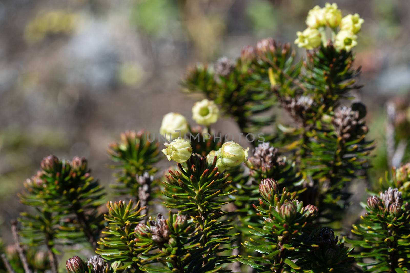 Siberian Juniper (Juniperus sibirica Burgsd) - low small evergreen coniferous creeping densely branched shrub of family Cypress (Cupressaceae), of order Pineles. Wild flora of Kamchatka Peninsula.