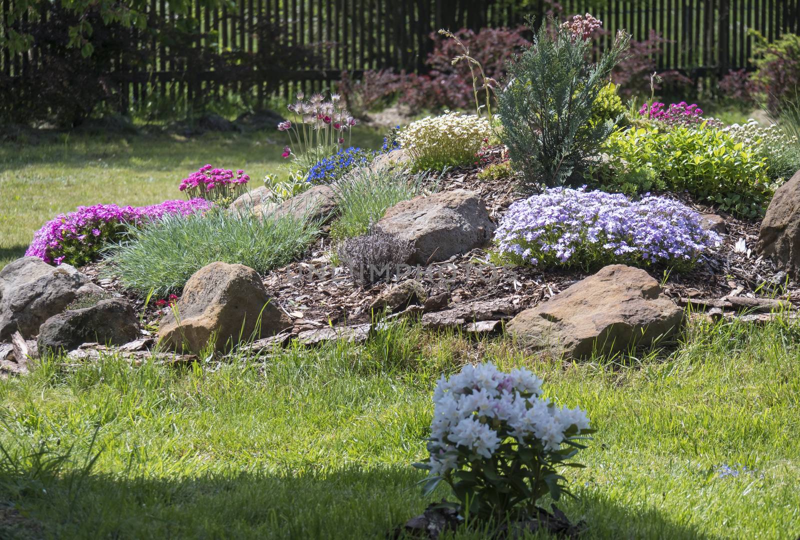 spring garden with beautiful rock garden in full bloom with pink Phlox, Armeria maritima, sea thrift, Bergenia or elephants ears, carnation and other colorful blooming flowers.