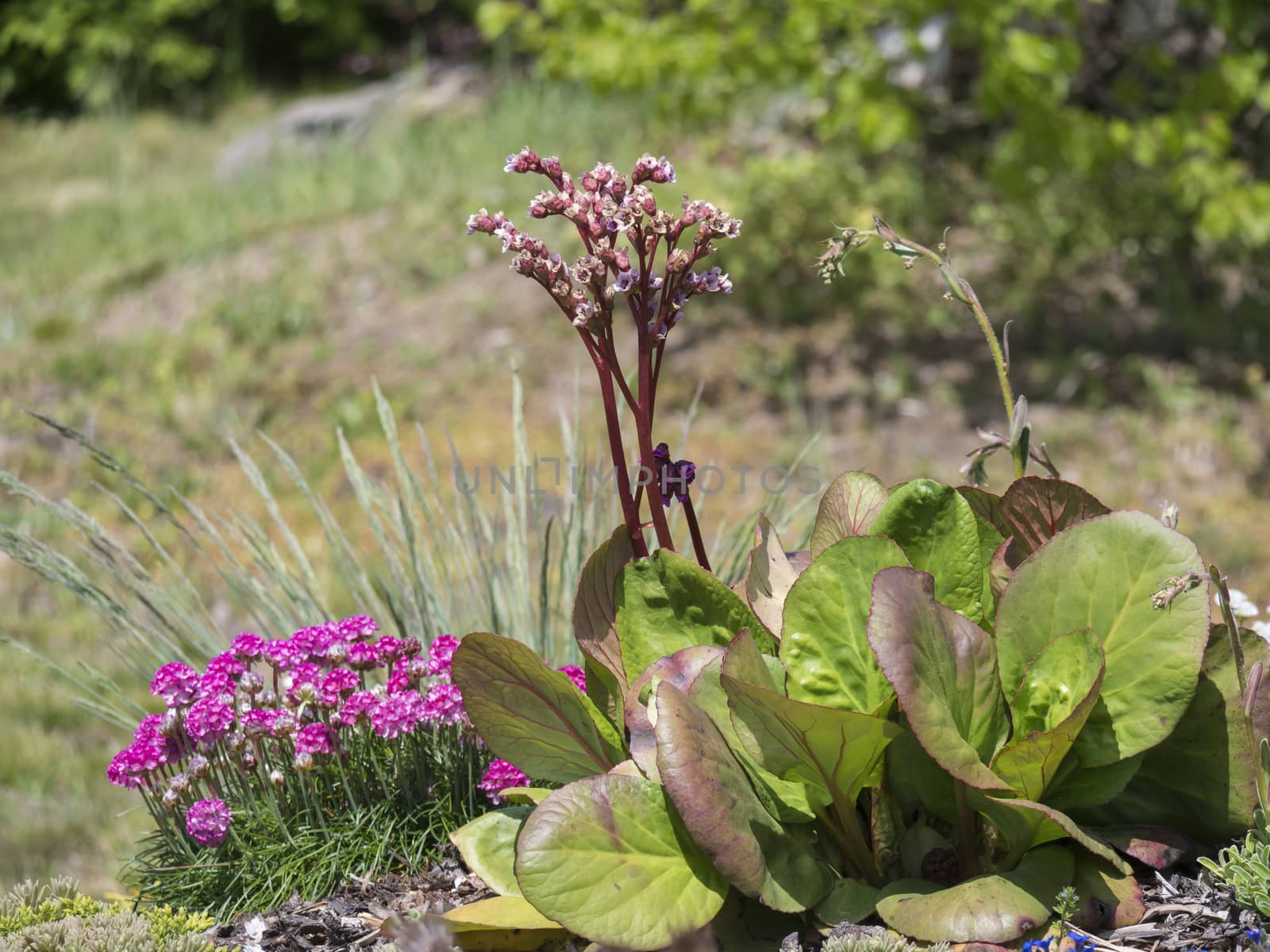 Close up blooming Bergenia or elephants ears flower and Armeria maritima known as sea thrift or sea pink on a rock garden. Selective focus by Henkeova