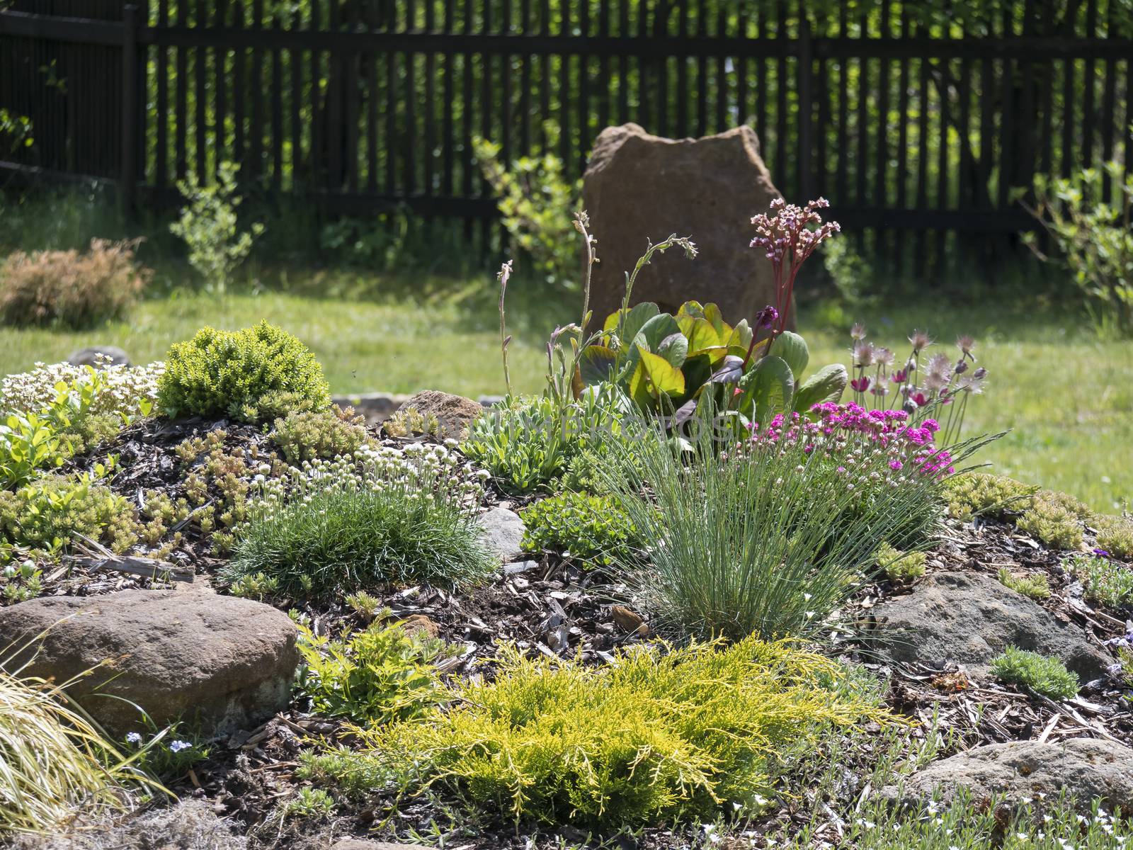 spring garden with beautiful rock garden in full bloom with pink Phlox, Armeria maritima, sea thrift, Bergenia or elephants ears, carnation and other colorful blooming flowers by Henkeova