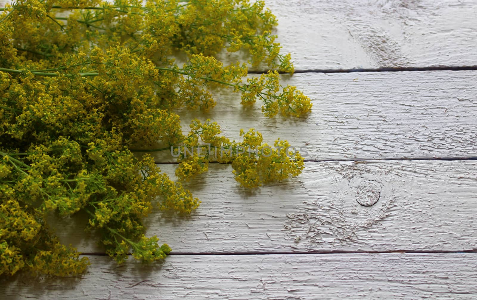 blossoming cleaver on white boards by martina_unbehauen