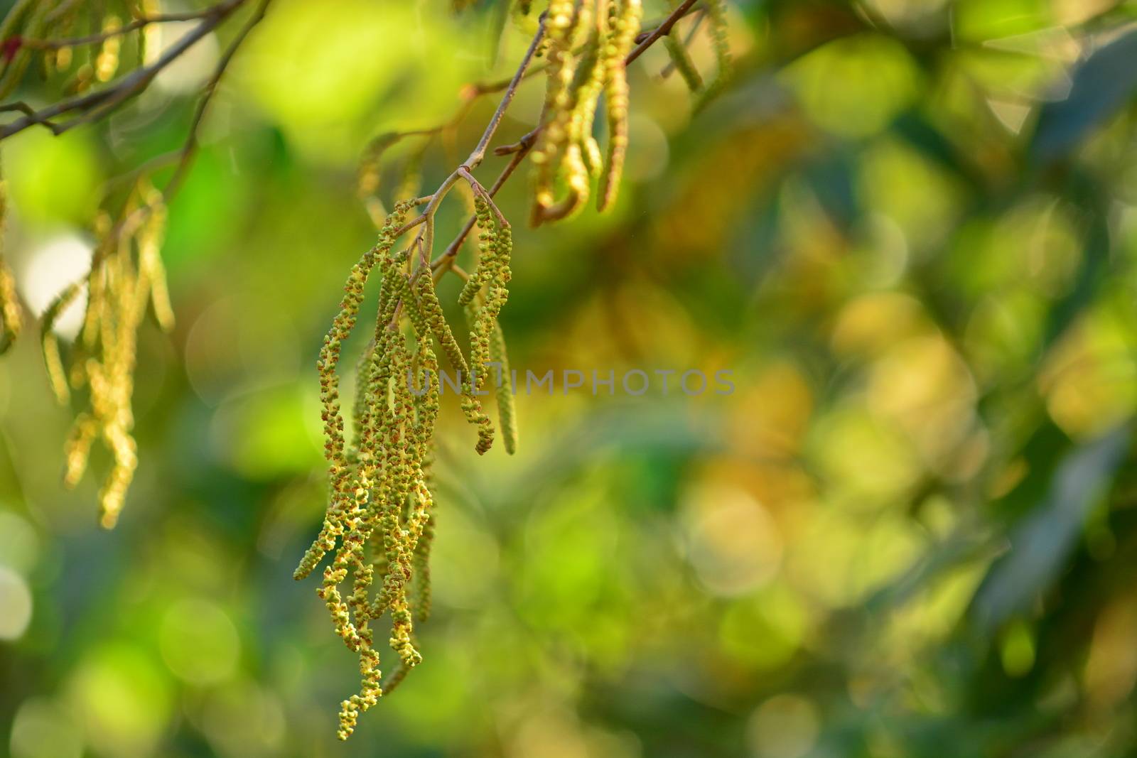 A flowering birch tree; close up of the flowers on a softly defocused bokeh background; green and yellow colours by Marshalkina