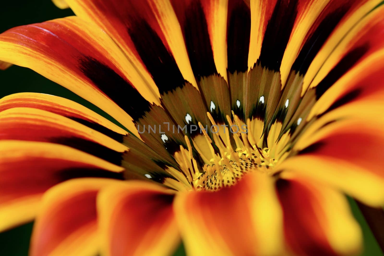 A close-up photo of a beautiful and cheerful garden African daisy flower (Gazania, Asteraceae family), bright colours on dark background. Shallow depth of field. by Marshalkina