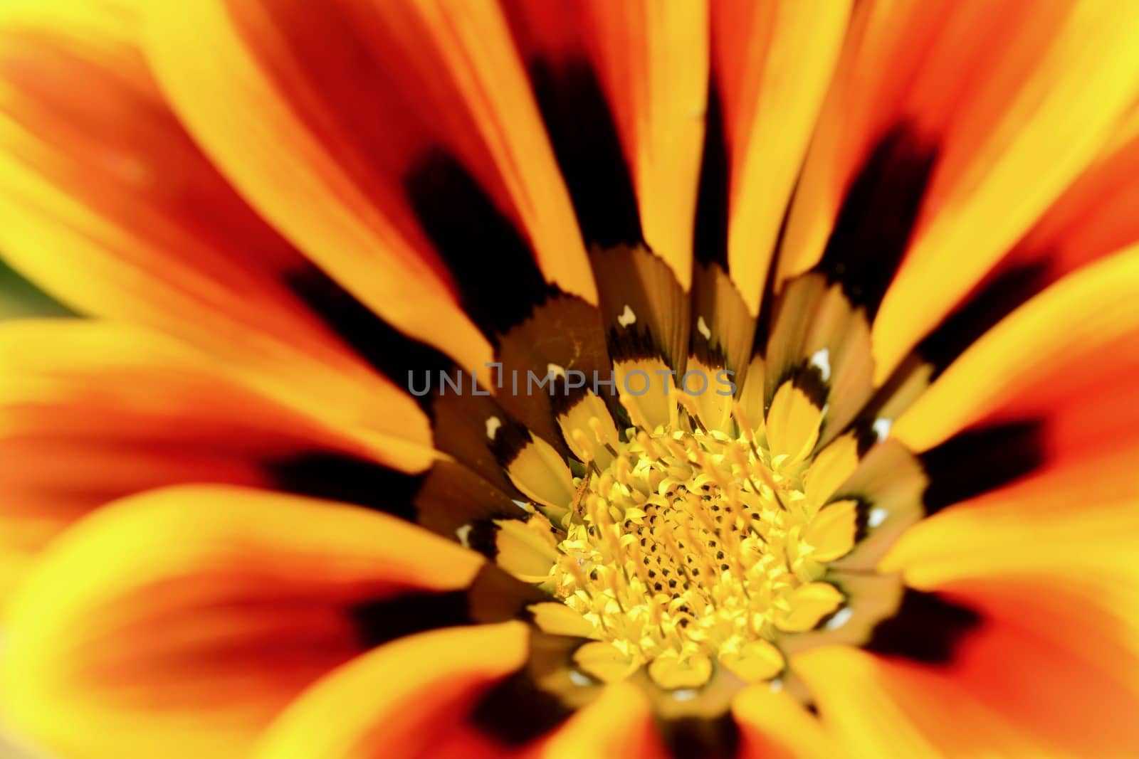 A close-up photo of a beautiful and cheerful garden African daisy flower (Gazania, Asteraceae family), bright colours on dark background. Shallow depth of field. by Marshalkina