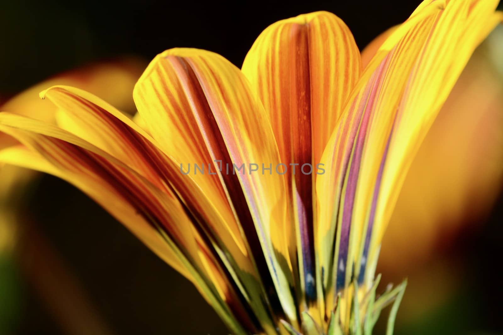 A close-up photo of a beautiful and cheerful garden African daisy flower (Gazania, Asteraceae family), bright colours on dark background. Shallow depth of field. by Marshalkina