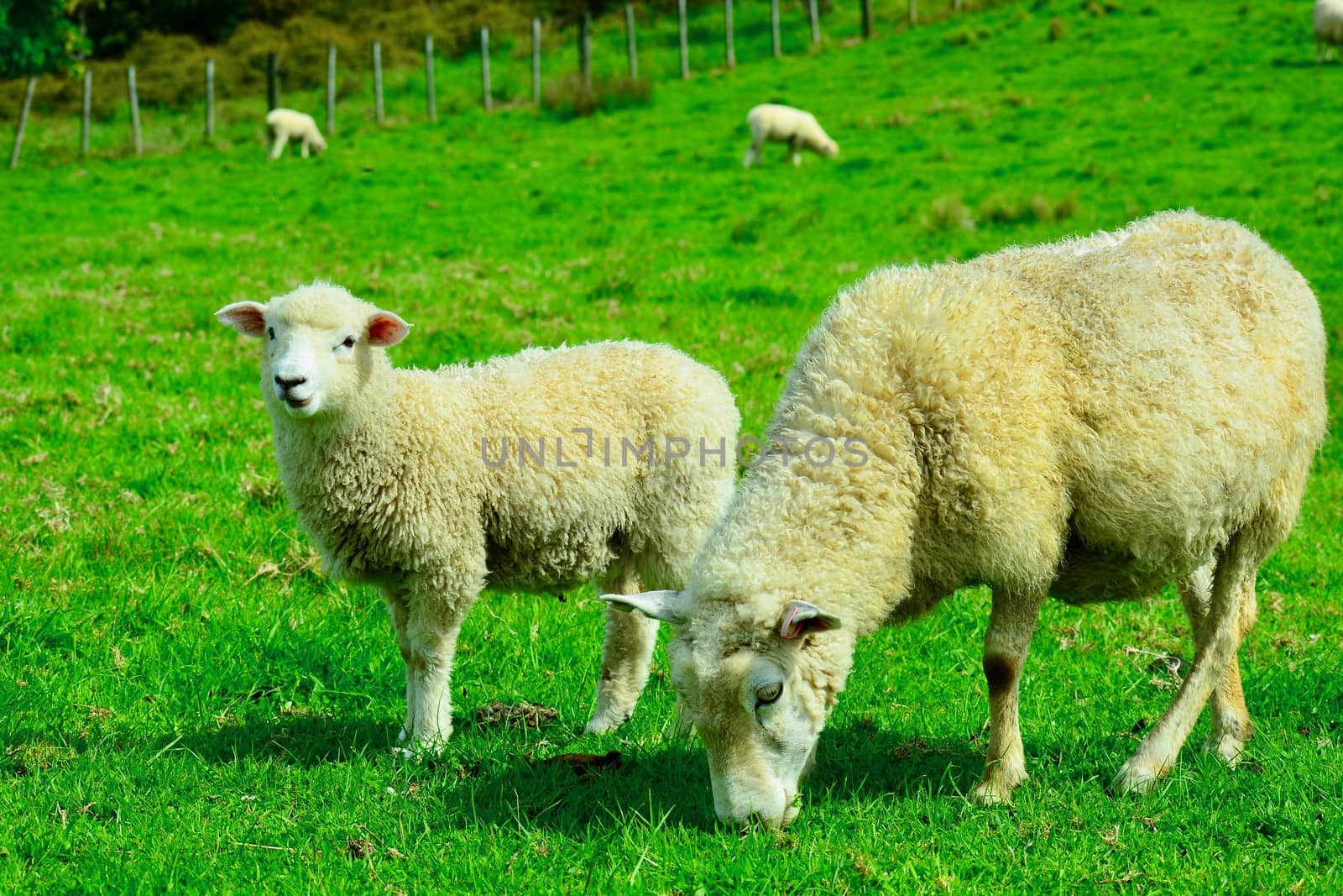 Portrait of a spring lamb with its mom. Free-range farming, sustainable farming. by Marshalkina