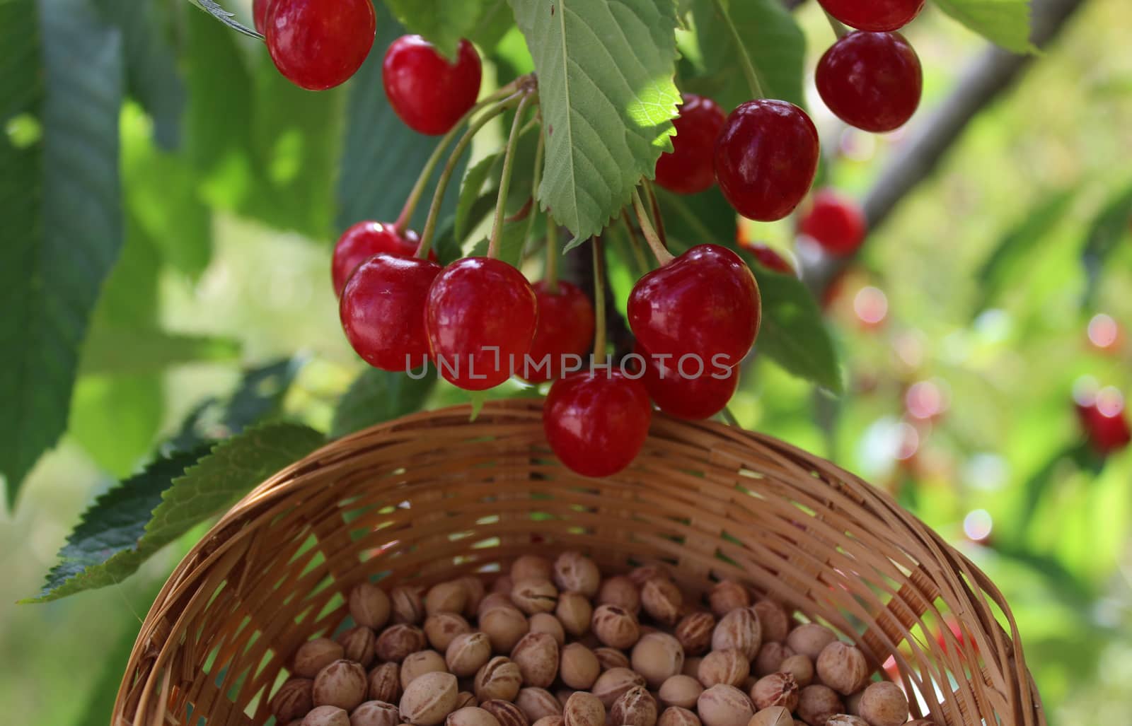 The picture shows many cherry stones and cherries