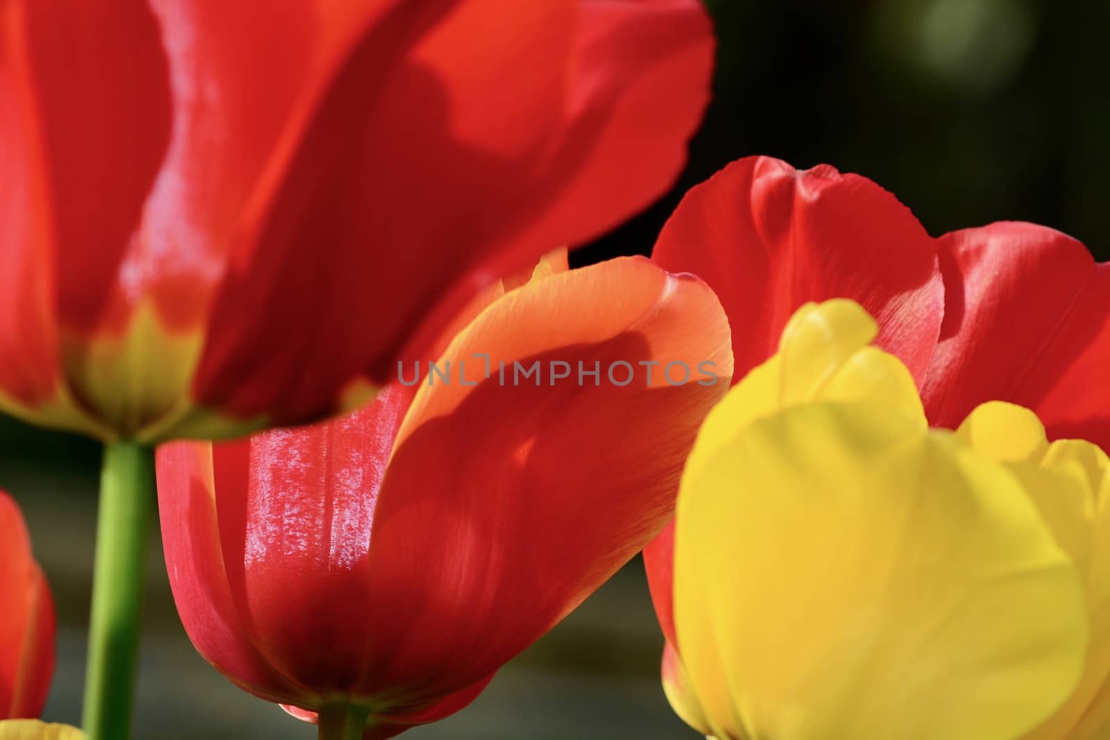 A close-up photo of a beautiful garden tulip flower (Liliaceae family), bright red and yellow. Shallow depth of field. by Marshalkina