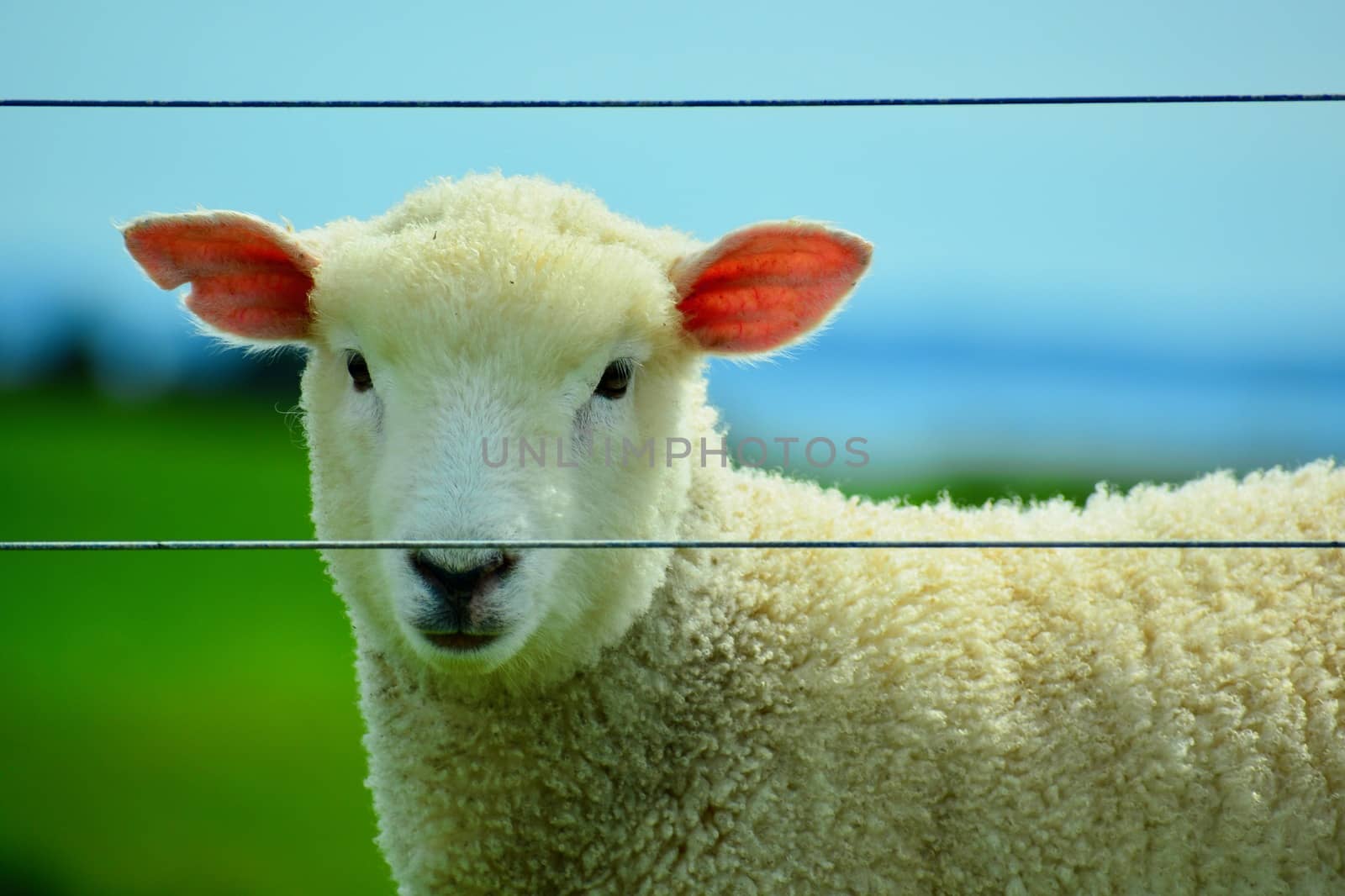 Portrait of a spring lamb freely grazing in a field. Free-range farming, sustainable farming. by Marshalkina