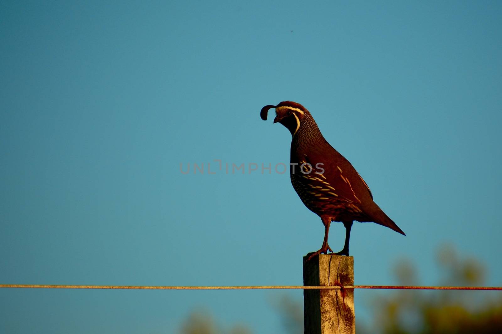 The California quail (Lophortyx californica), also known as the California valley quail or valley quail, is a small ground-dwelling bird in the New World quail family. by Marshalkina