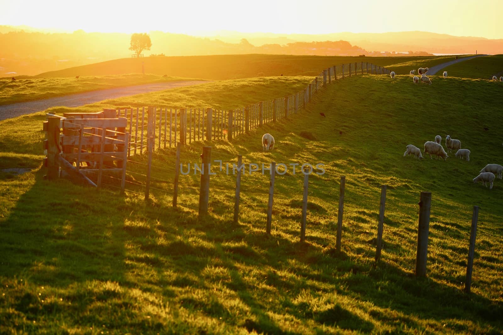 A light fence marking boundaries of a property in a rural area of New Zealand. Beautiful morning golden sunlight. by Marshalkina