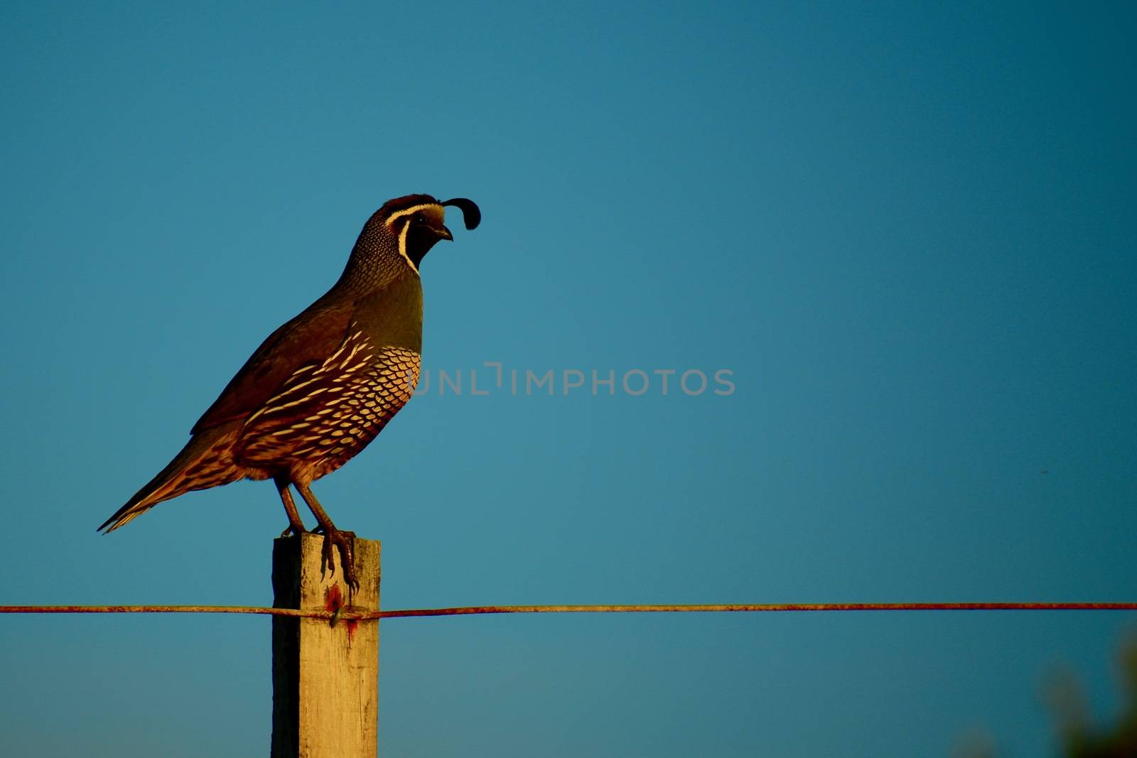 The California quail (Lophortyx californica), also known as the California valley quail or valley quail, is a small ground-dwelling bird in the New World quail family. by Marshalkina