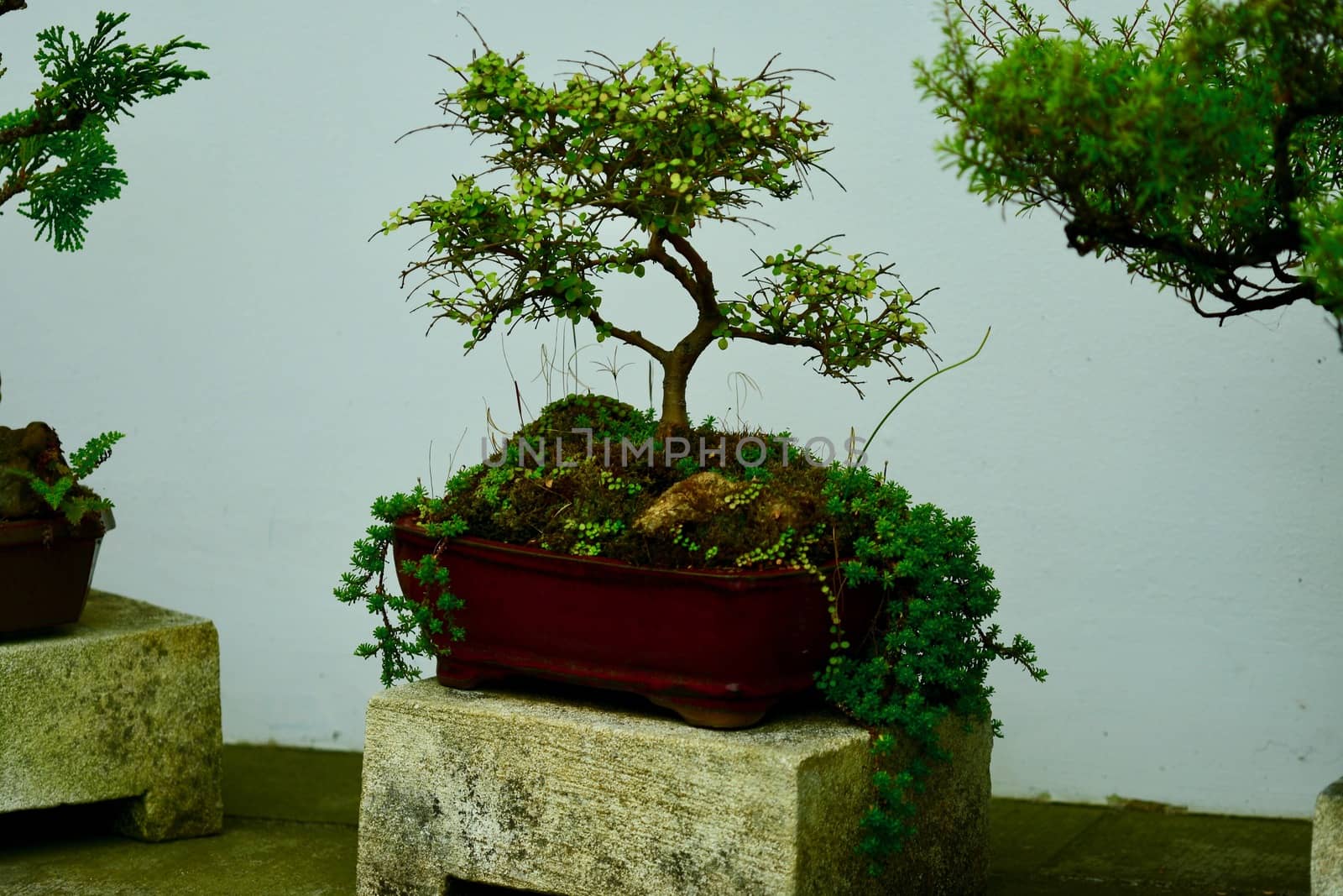 Traditional Japanese art of bonsai - tiny miniatures of mature trees