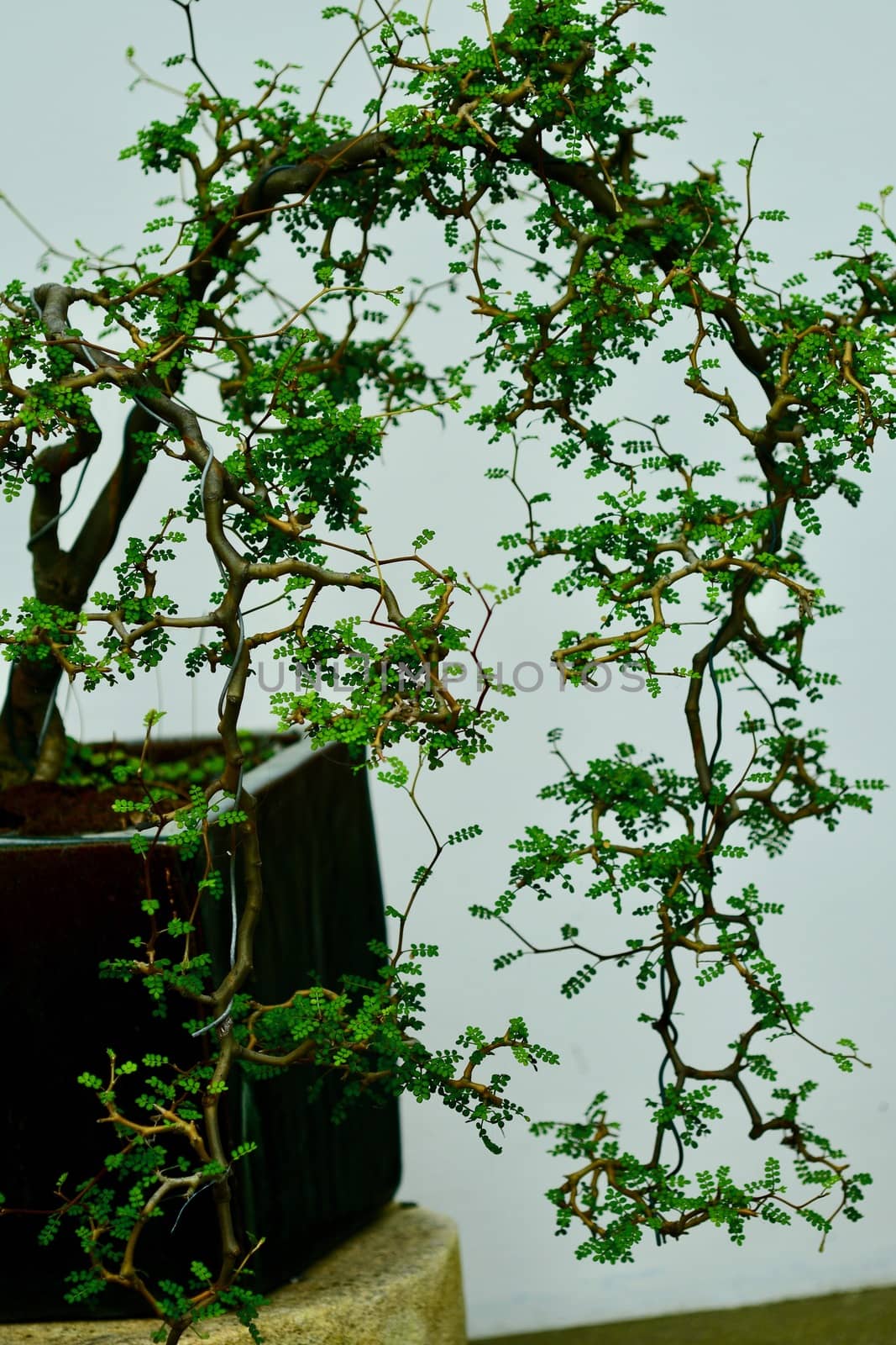 Bonsai tree. This is a Japanese art form using cultivation techniques to produce, in containers, small trees that mimic the shape and scale of full size trees.  by Marshalkina