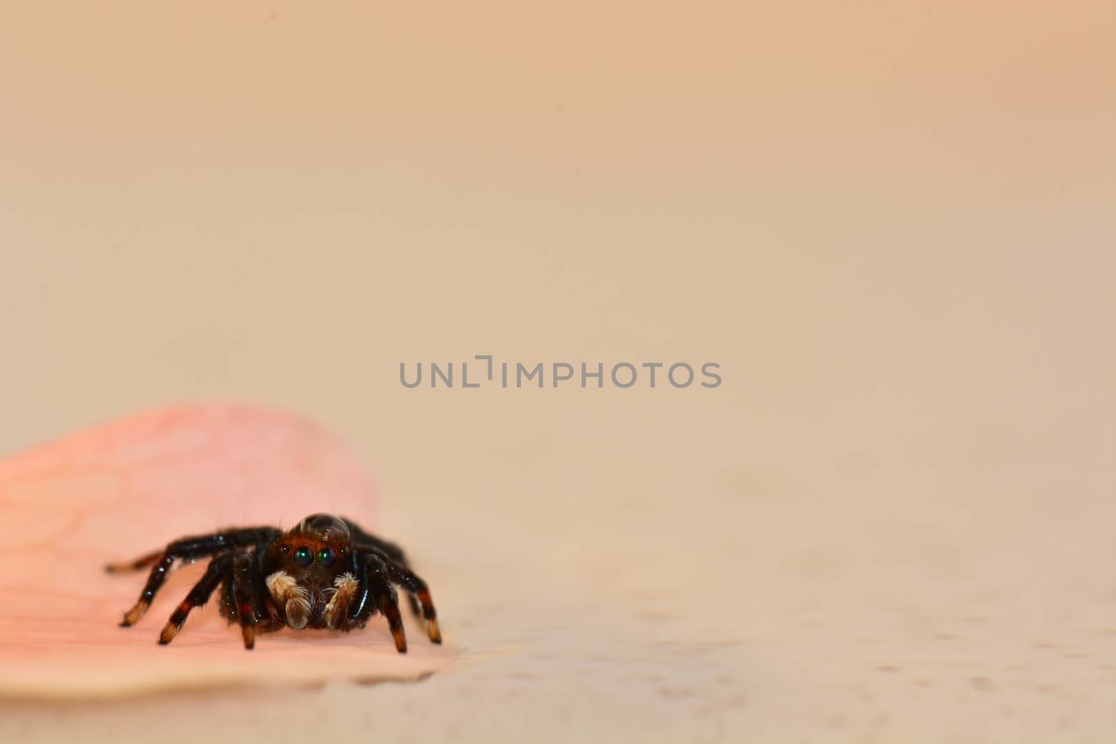 Macro of a tiny jumping spider (Salticidae family) freely walking on the water surface due to its light weight. by Marshalkina