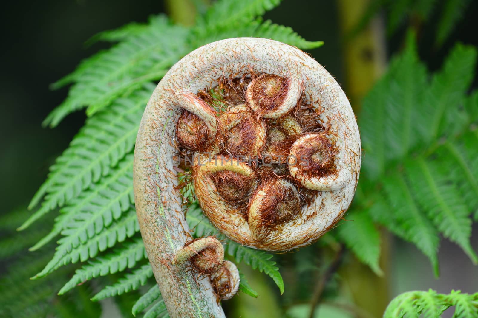 A close-up photo of a new unfurling silver fern frond (Cyathea dealbata). It is also known as koru (Māori word for "loop"), it symbolises new life, growth, strength and peace. by Marshalkina