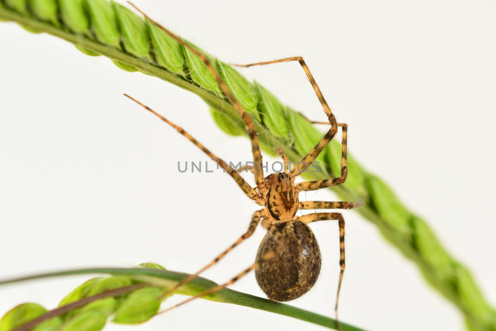 Macro of a Common house spider (Parasteatoda tepidariorum). The name house spider is a generic term for different spiders commonly found around human dwellings by Marshalkina