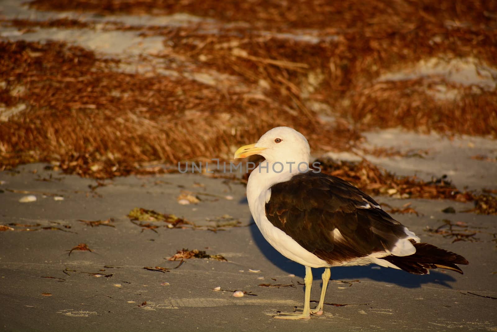 A close-up photo of a bird; mature Southern black-backed sea gull in natural environment