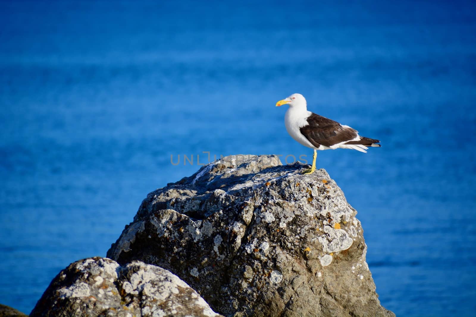 A close-up photo of a bird; mature Southern black-backed sea gull in natural environment