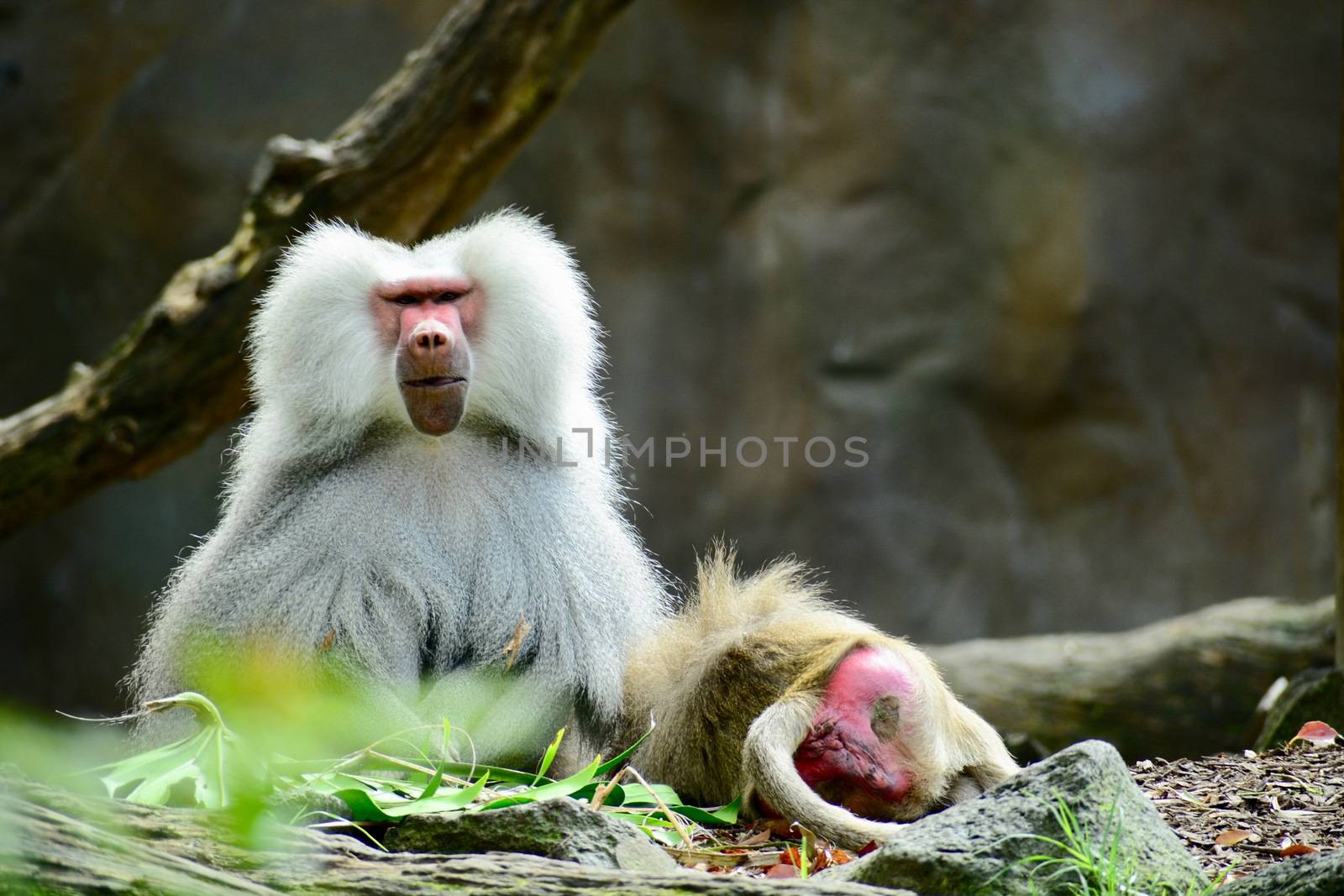 Hamadryas Baboon (Papio hamadryas), also referred to as Sacred Baboons. They belong to a group of monkeys found in Africa and Asia (Old World monkeys). by Marshalkina