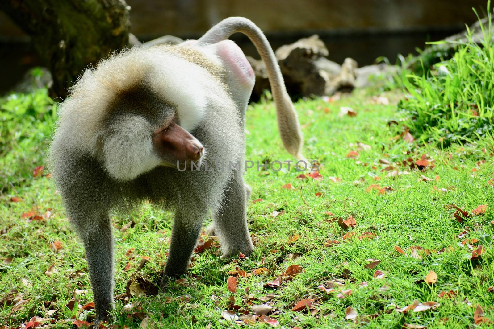 Hamadryas Baboon (Papio hamadryas), also referred to as Sacred Baboons. They belong to a group of monkeys found in Africa and Asia (Old World monkeys). by Marshalkina
