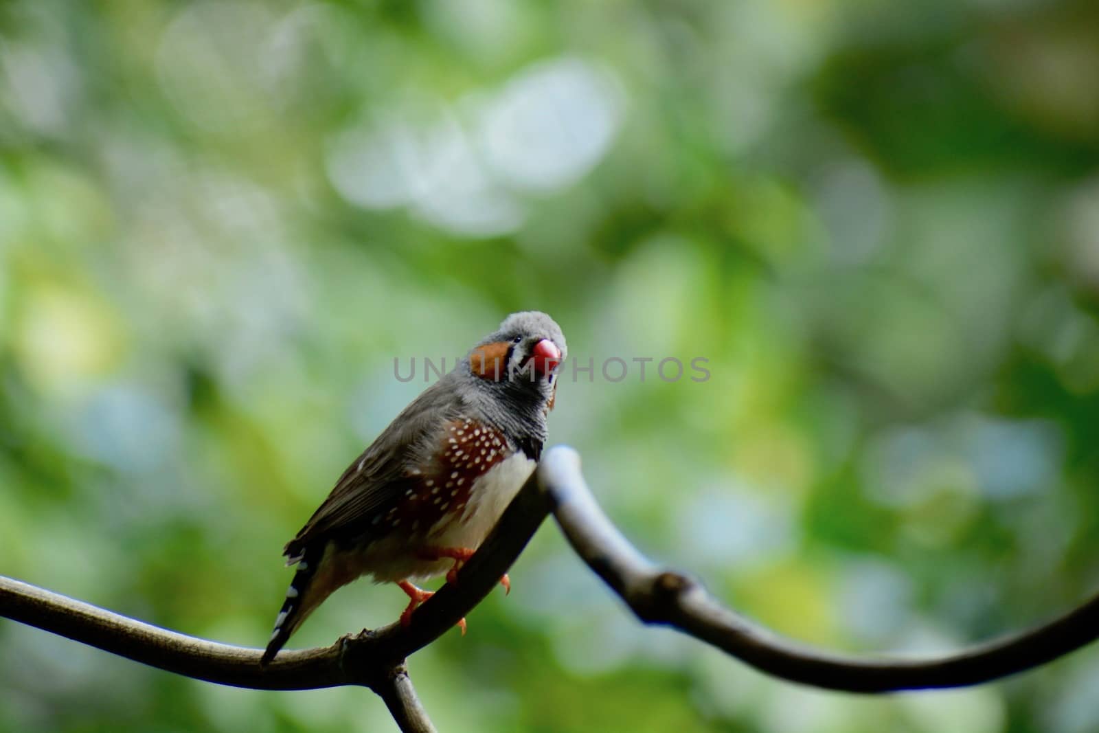 Zebra finches are loud and boisterous singers. 