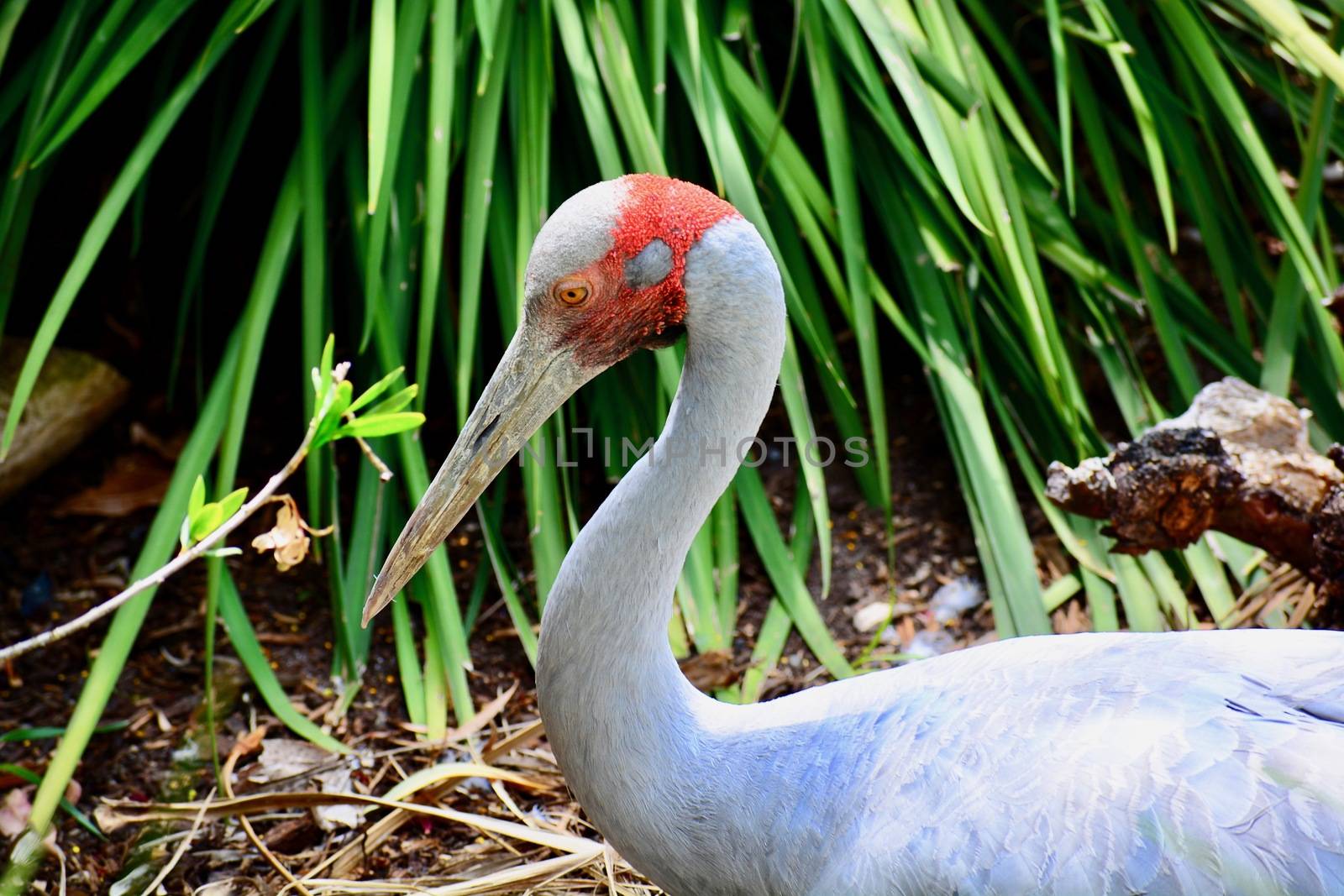 The brolga is a common, gregarious wetland bird species of tropical and south-eastern Australia and New Guinea.
