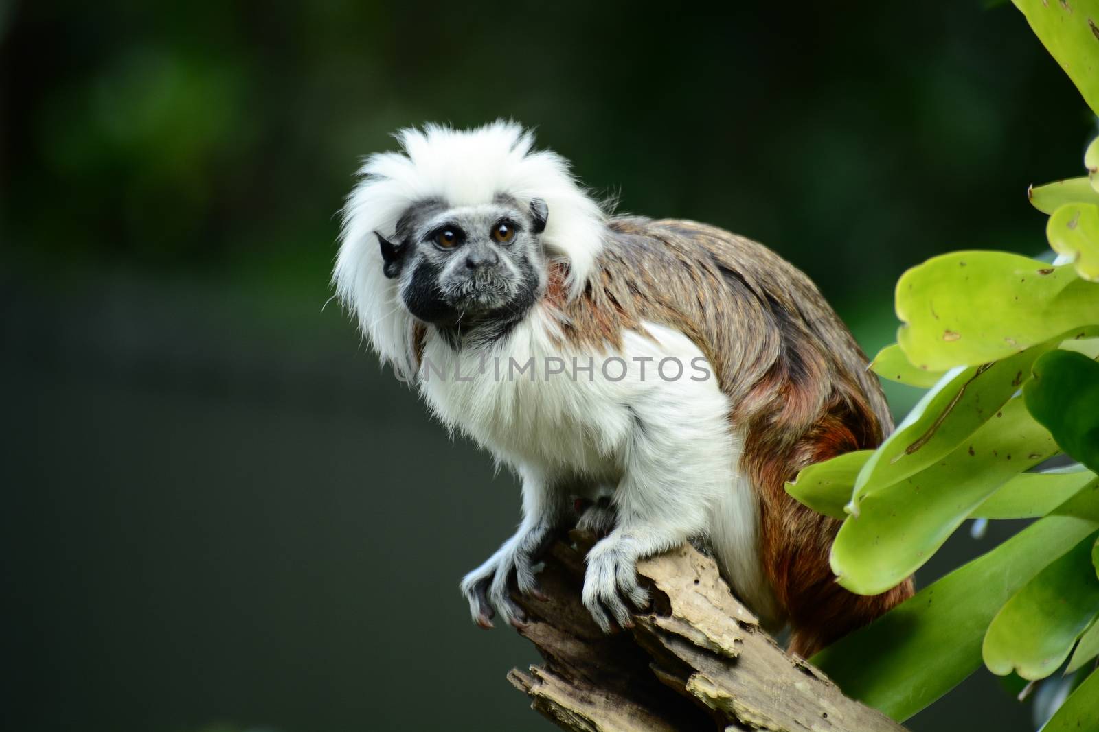 Portrait of a cotton-top tamarin (Saguinus oedipus) a critically endangered species from the tropical rainforests of Northwest Colombia. by Marshalkina