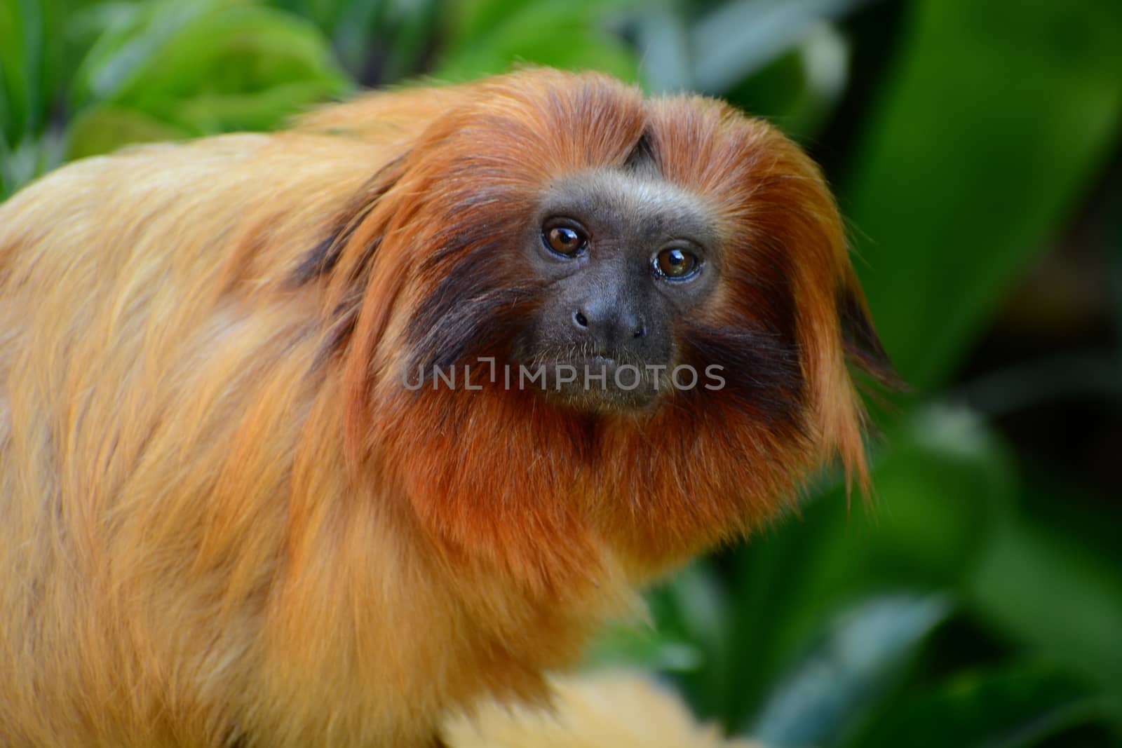 Portrait of a golden lion tamarin (Leontopithecus rosalia). It has become one of the world’s most endangered animals – due to it being hunted by poachers and its forest habitat being destroyed to make way for agricultural plantations. by Marshalkina