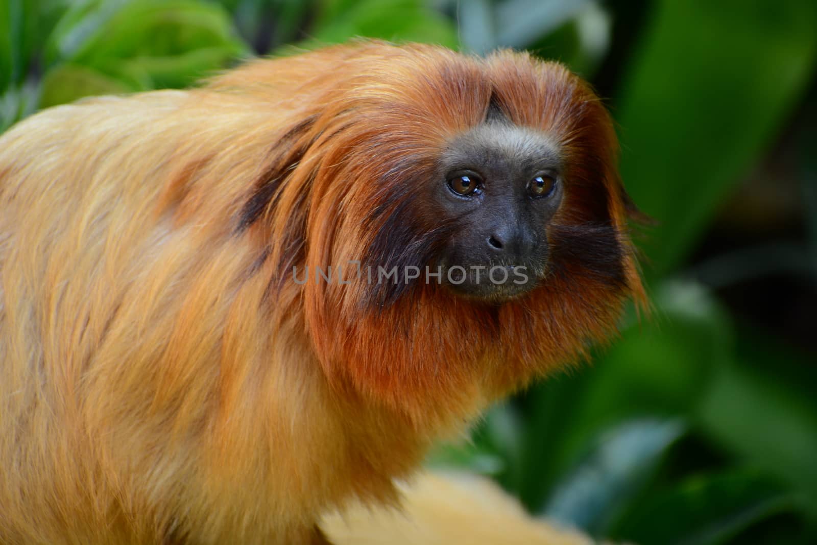 Portrait of a golden lion tamarin (Leontopithecus rosalia). It has become one of the world’s most endangered animals – due to it being hunted by poachers and its forest habitat being destroyed to make way for agricultural plantations. by Marshalkina