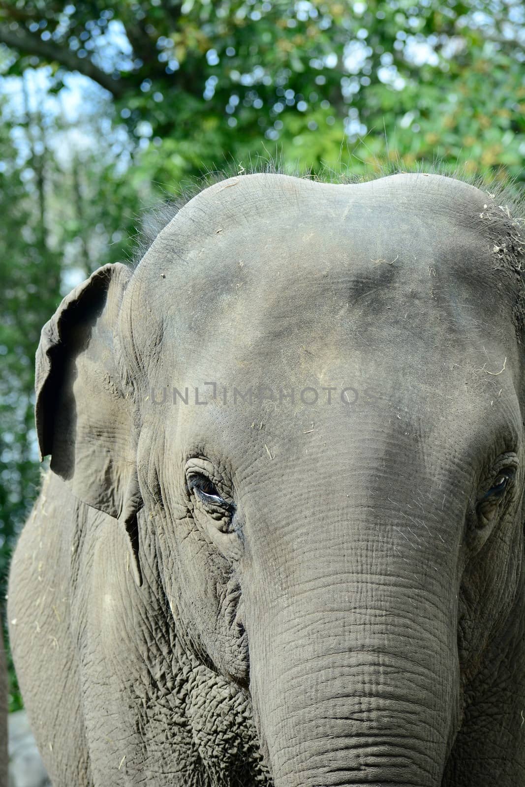 A close-up portrait of an Asian elephant (Elephas maximus), showing texture of the animal's skin by Marshalkina